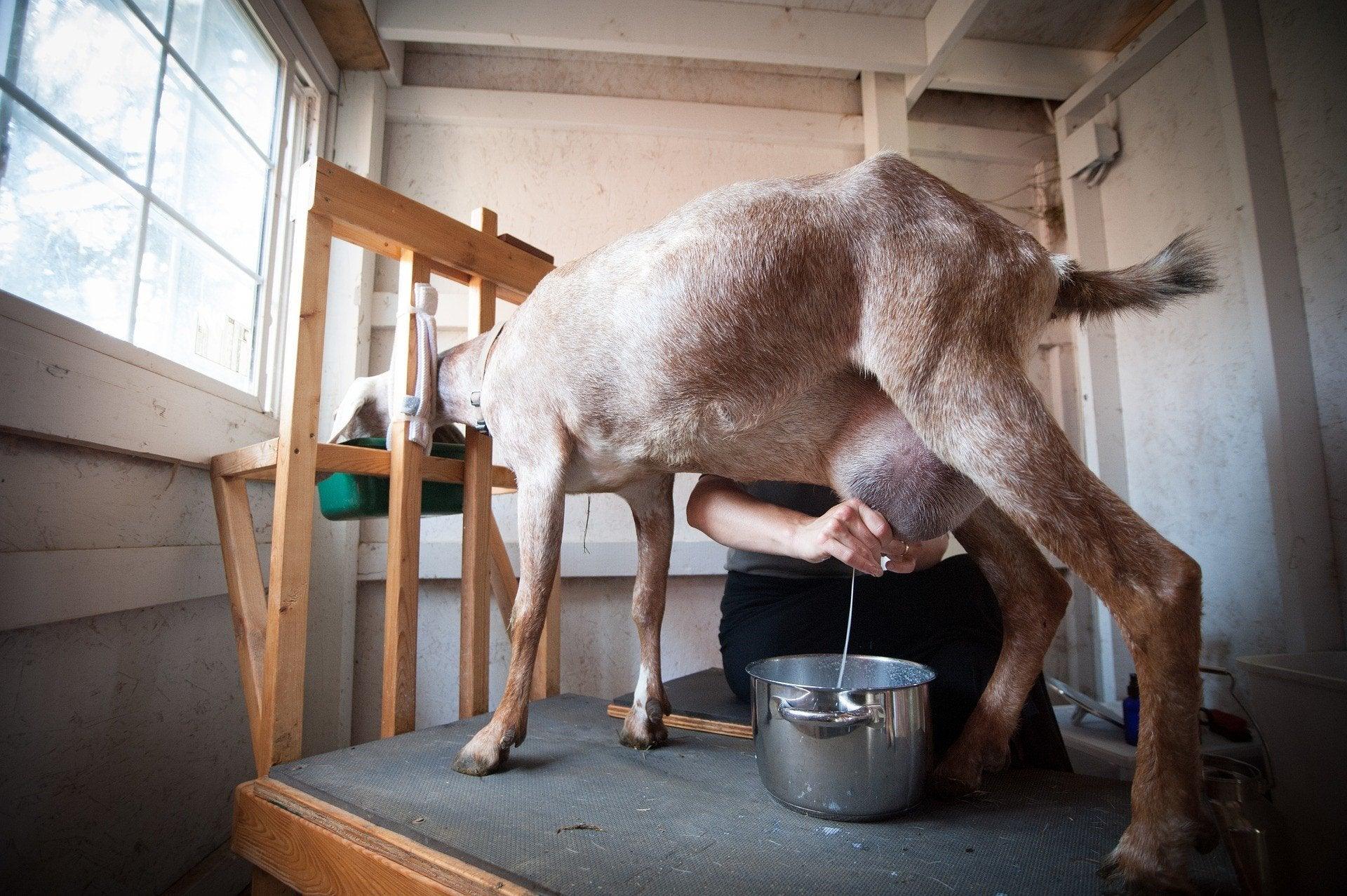 Goat Milk+ Green Goodness