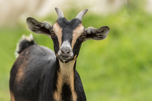 HOW IS POWDERED GOAT MILK MADE? health