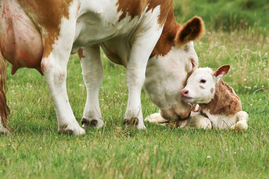 Bovine colsotrum for gut health and digestion