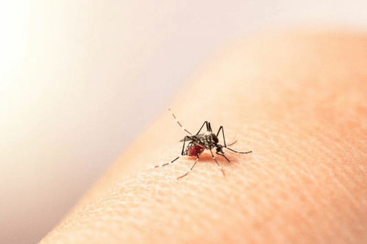 dengue