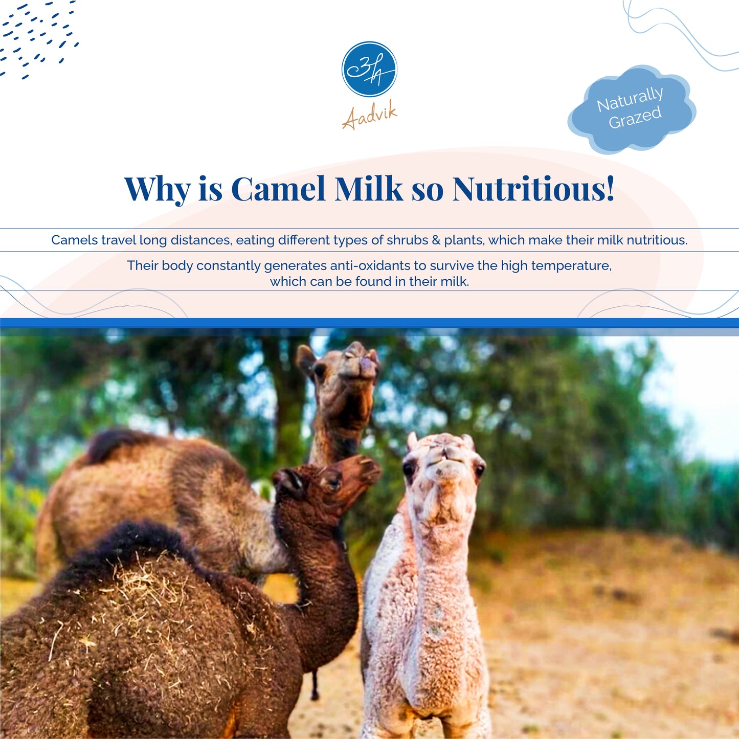 Benefits of camel milk