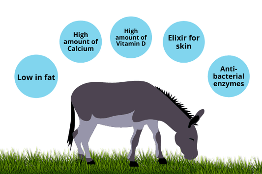 Donkey Milk: What is it and what benefits does it bring?