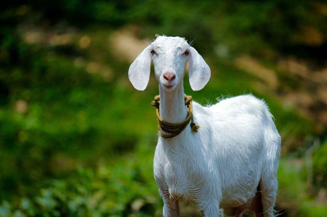 Is Goat Milk good for you