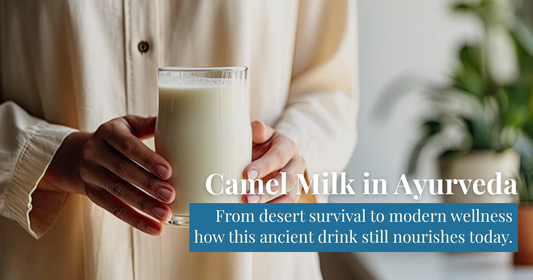 Camel milk in Ayurveda for dosha balance and immunity