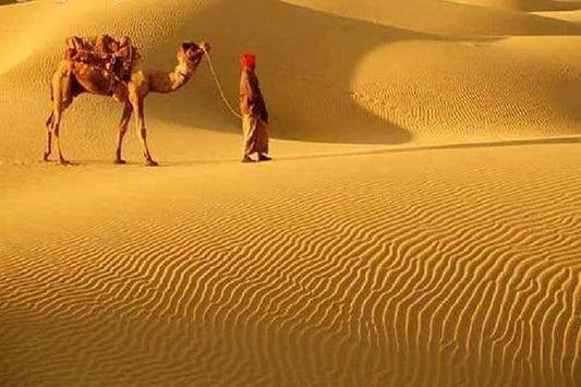 camels in desert