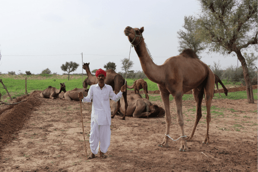 Camel farming benefits