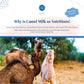 Wholesome powdered camel milk

